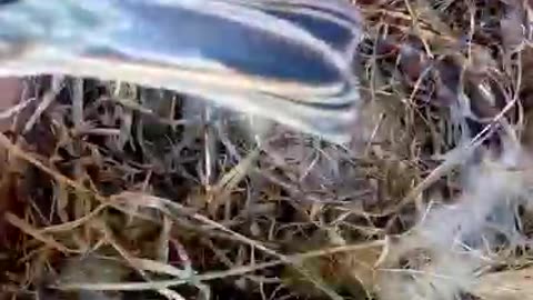 Nest built by a tiny Bird 🐦