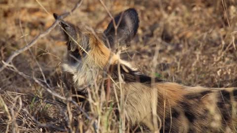 Closeup of African wild dog resting in grass