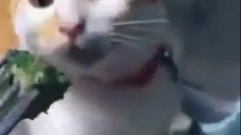 Funniest cat moment