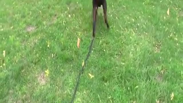 How To Train Your Dog IN 15 Minutes