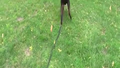 How To Train Your Dog IN 15 Minutes
