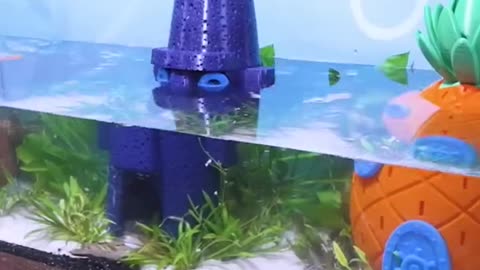 Bikini Bottom in a Fish Tank? 🍍 fish