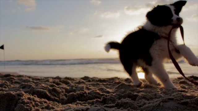 These dogs have learned to share