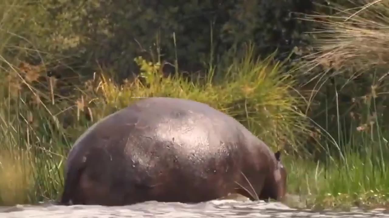 Epic Battle: Leopards vs. Porcupines - Jaw-Dropping Encounter Ends in Surprising Twist!"