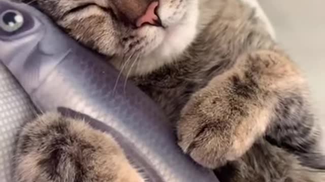 Sleeping cat with his fish toy