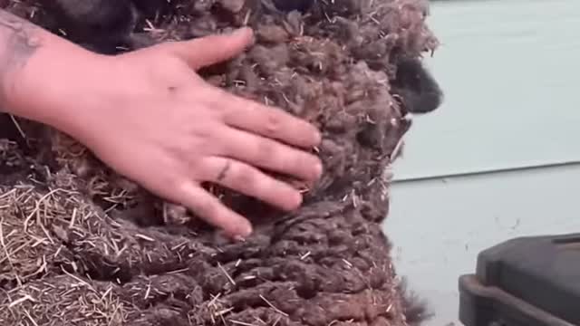 Potato shaped sheep shearing