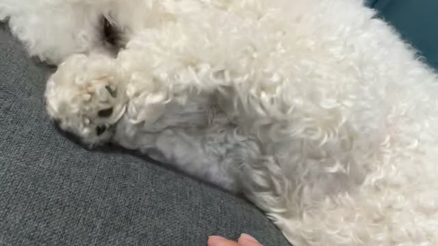 a tired dog rubbing its eyes