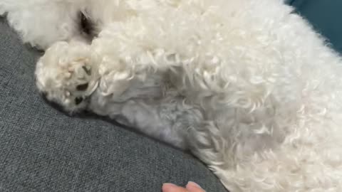 a tired dog rubbing its eyes