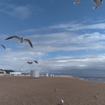 Flight of a Seagull