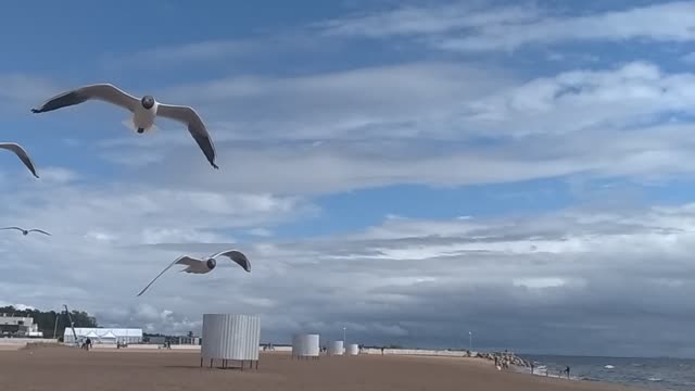 Flight of a Seagull