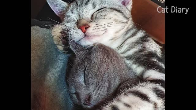 Kitty's Meet for the 1st time! American Shorthair vs Russian Blue!