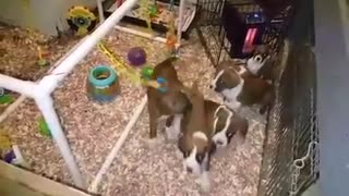 Phoenix Ridge Boxers, energetic puppies!