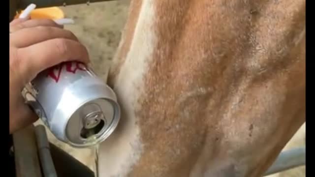 Is this a beer for a horse? Aren't you afraid the horse will get drunk?