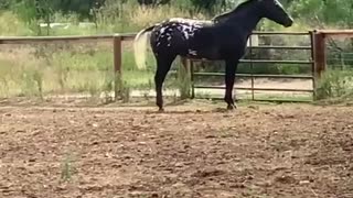 Senior horse showing off