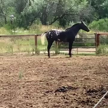 Senior horse showing off