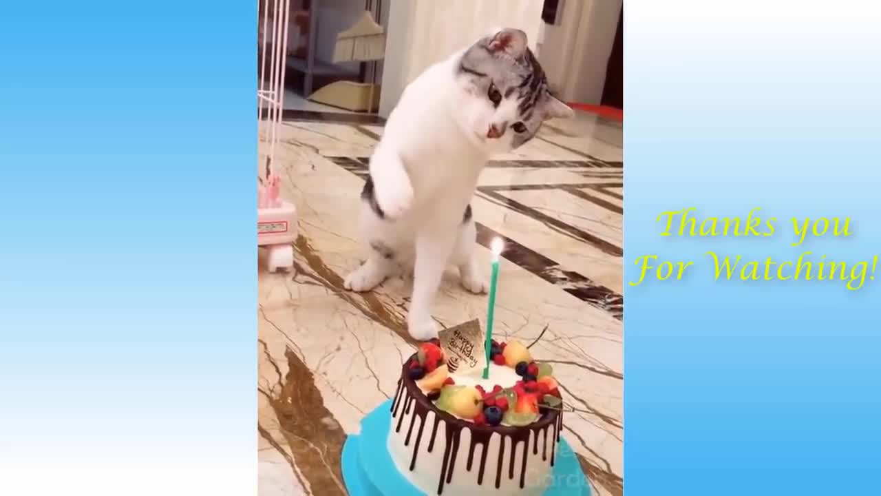 The Best FUNNY CATS Videos - Funny Animal