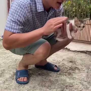 The_cat_is_blamed___Con_mèo_bị_đổ_lỗi___#catlover_#cats_#catvideos_#cat_#shots(720p)