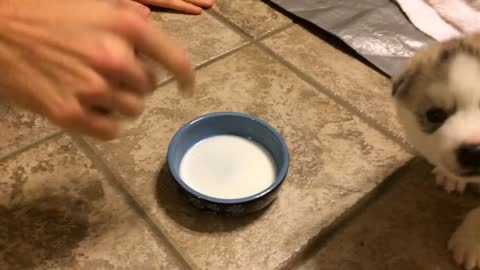 Siberian Husky 1st time lapping milk from a bowl