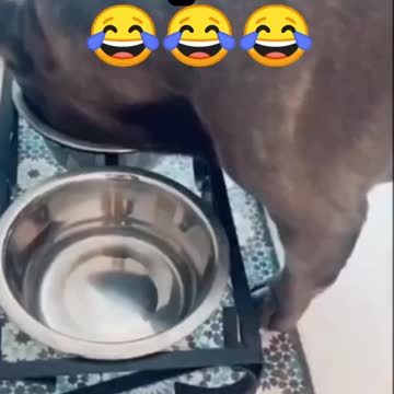 FUNNY DOGS VIDEO