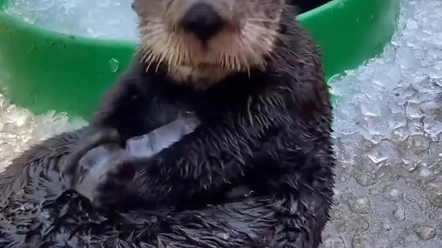 Happy otters! 🧊🥰