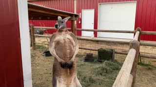 Kangaroo vs. Human - Boxing Kangaroo flexes his muscles