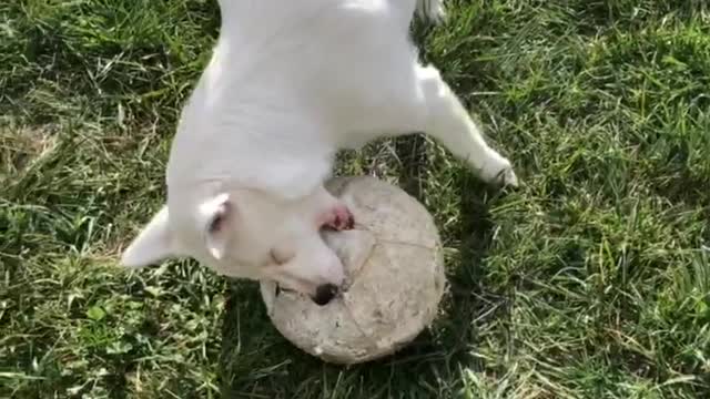 Blind and deaf dog plays with soccer ball