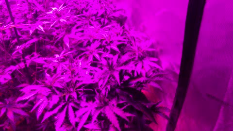 Quick tour of my flower tent 😘🎉