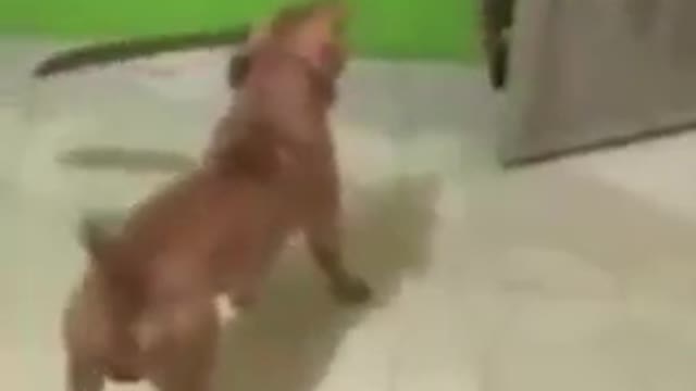 Dogs now fight with machetes, not with bites anymore!
