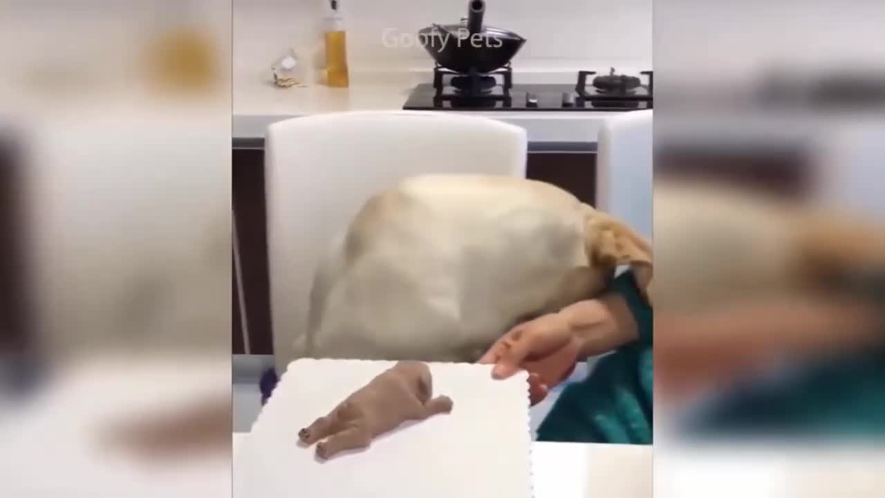 The cute pet dog reaction