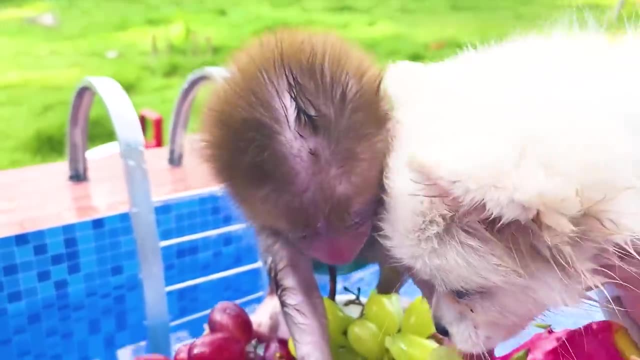 Monkey Baby Bon Bon Harvest Fruit In The Garden And Eat With Puppy And Duckling At The Pull