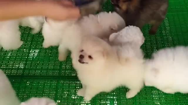 Funniest​ Animals Real 😹 - Best Of The 2021 #Funny​ Animals Videos - Try Not To Laugh