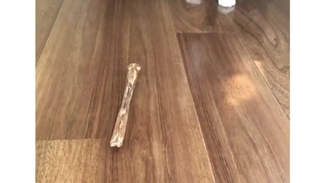 Puppy barking at stick