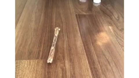 Puppy barking at stick