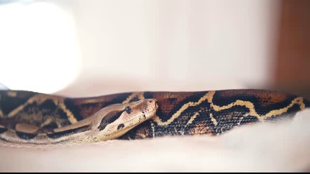 Woman Sleeps With Snake Every Night, Until Doctor Shows Her What's Inside