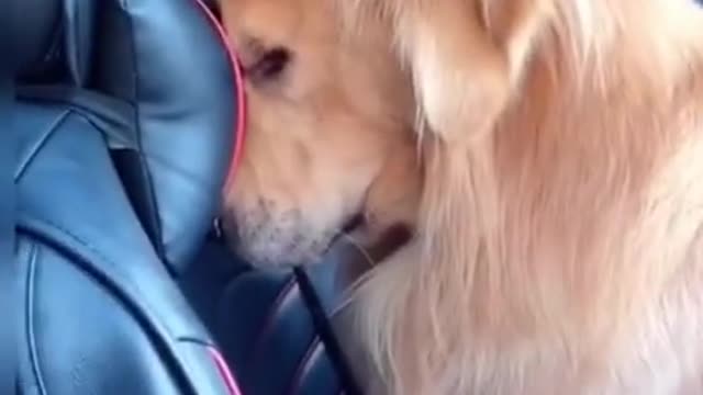 Dog comedy videos, dog video, When a Dog is angry on his master, dog funny video