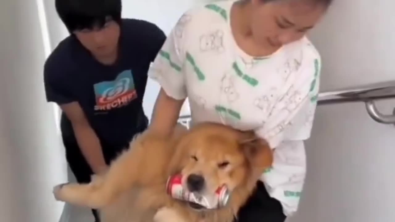 OMG ! HOW THIS DOG IS BEHAVING AFTER DRINKING THIS #dogs #puppies