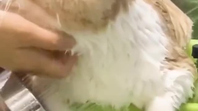 A clean cat🐱