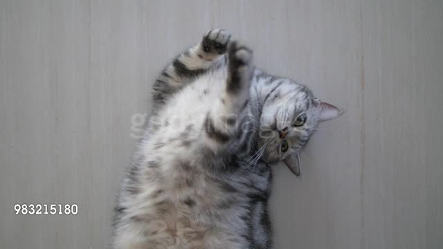 Cute cat playing sleeps on the floor