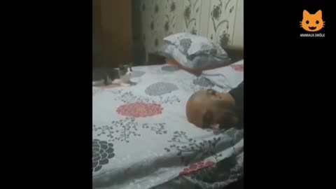 A beautiful cat plays a game with are master