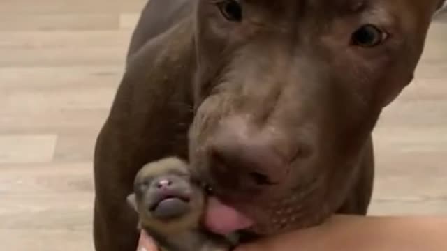 Newborn puppy