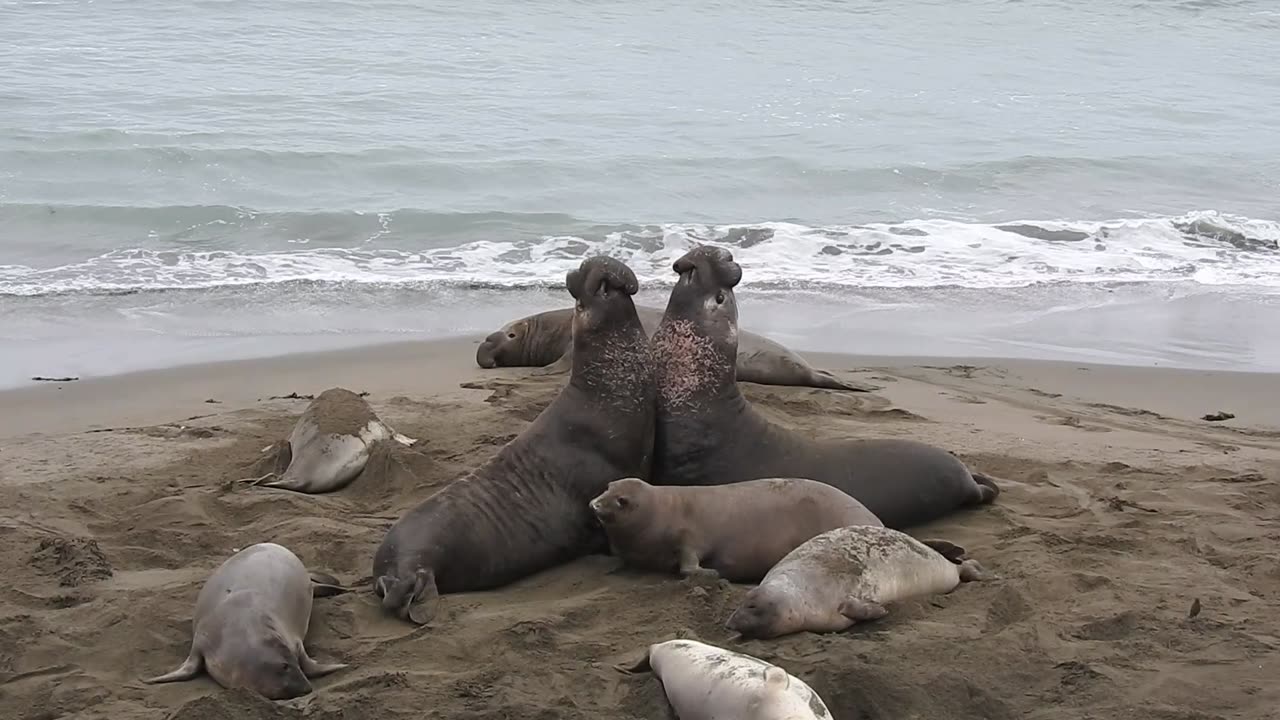 Elephant Seal Bull Fight for Dominance