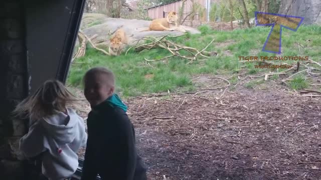 Funny KIDS vs ZOO ANIMALS are WAY FUNNIER! - TRY NOT TO LAUGH