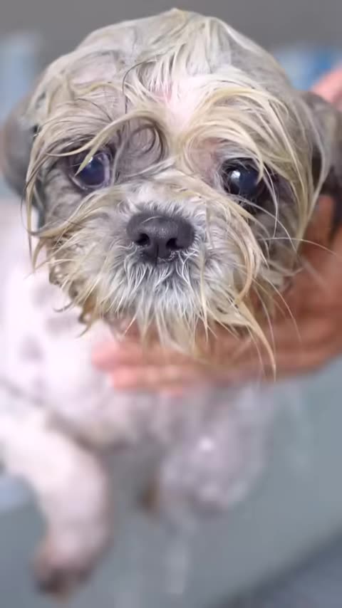 "Boost Your Weight Loss Journey with Patriot Slim Shot – Natural Appetite Control & Energy Support!"