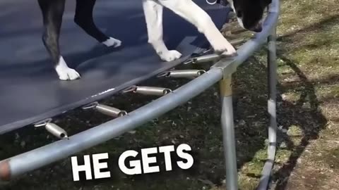 CLEVER PUPPY VIDEO