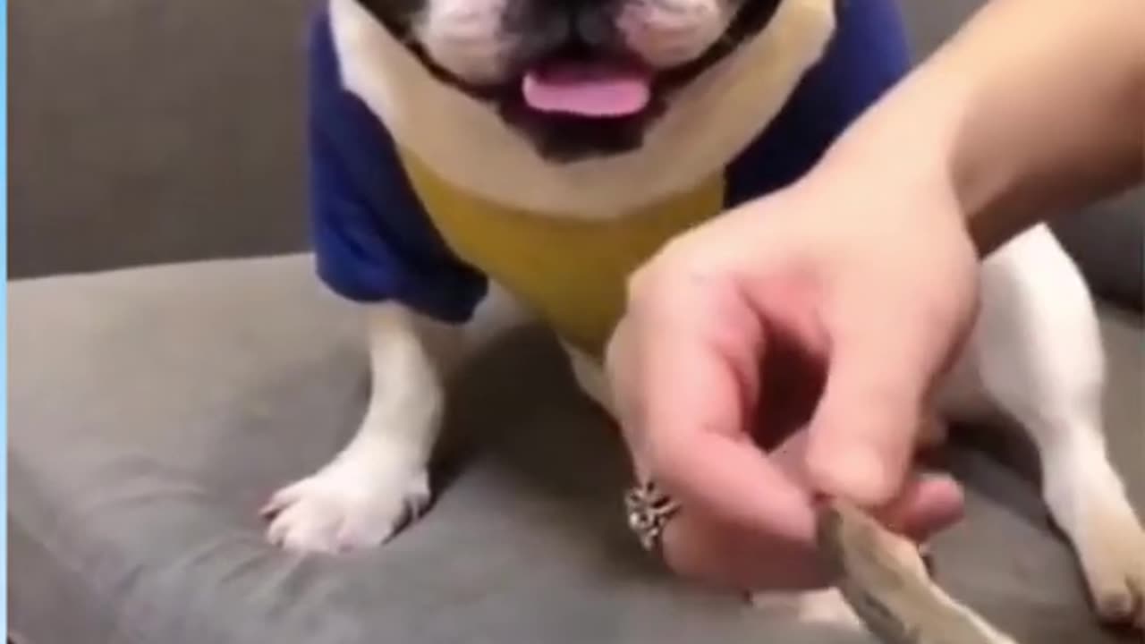 Funny dog reaction 😂😂