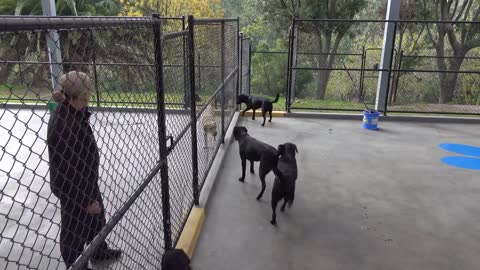 Guide dogs graduation!