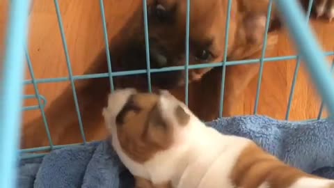 Puppies Go Crazy Meeting Each Other For 1st Time