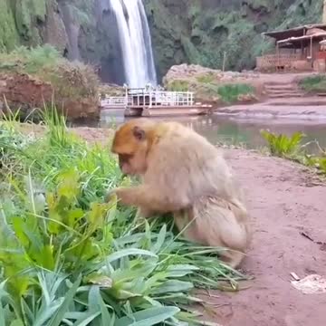 Singes ouzoud Azilal à Ouzoud en quarantaine