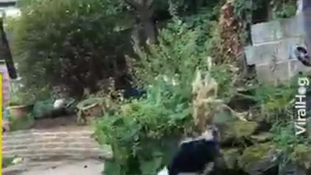 Dogs and kitty