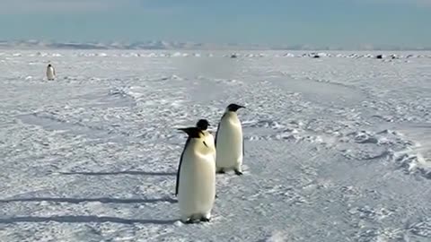 Emperor Penguins observing humans!